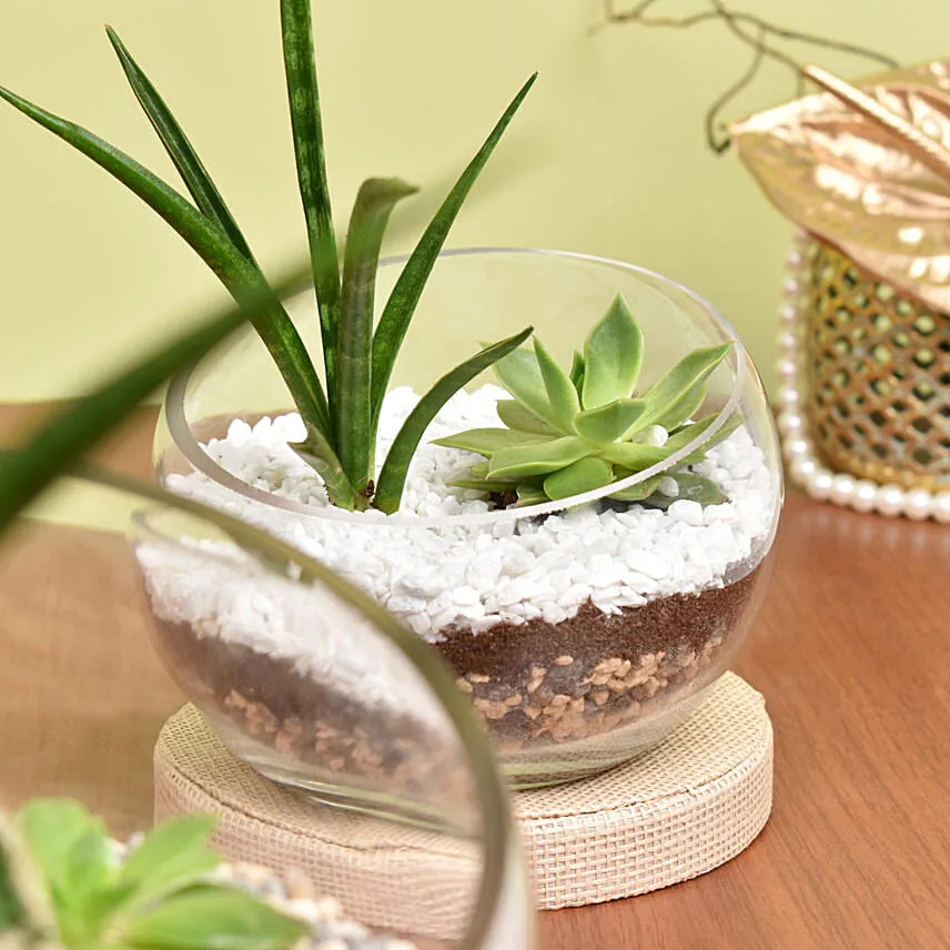 Set of 2 Terrarium