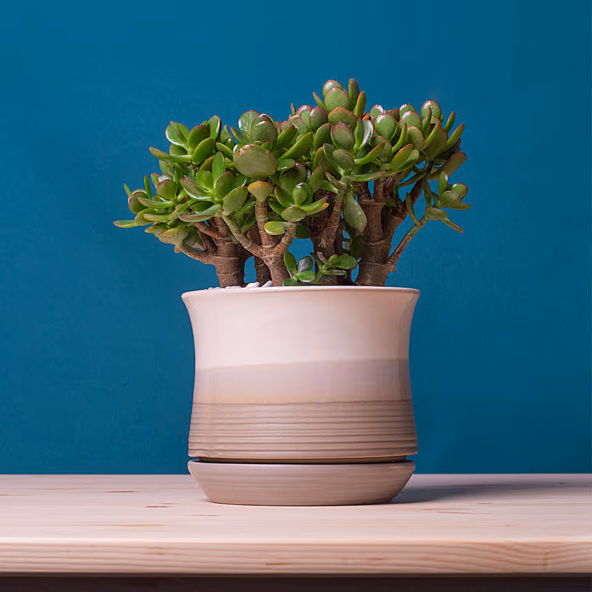 Mini Succulant Plant in Round Designer Vase