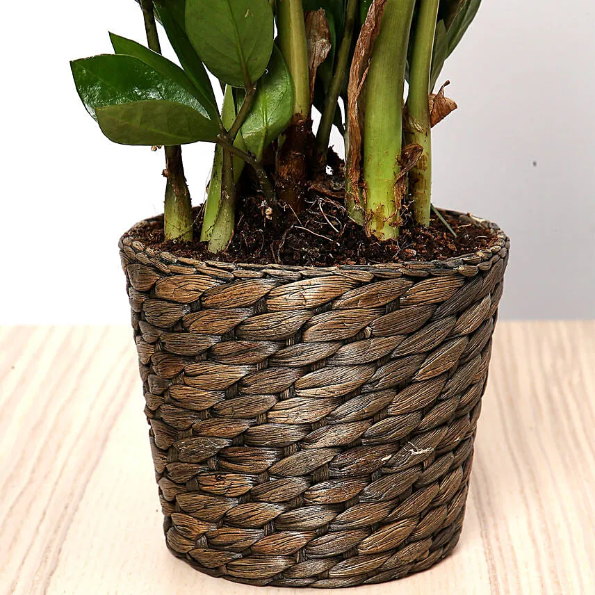 Green Zamia Plant