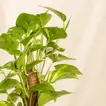 نباتات داخلية | أصيص نبات المال
