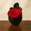 Dark Pink Forever Rose | Premium Ceramic Vase