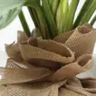نبات ديفنباخيا أنيق في وعاء مغلف بالخيش - ديكور داخلي مثالي