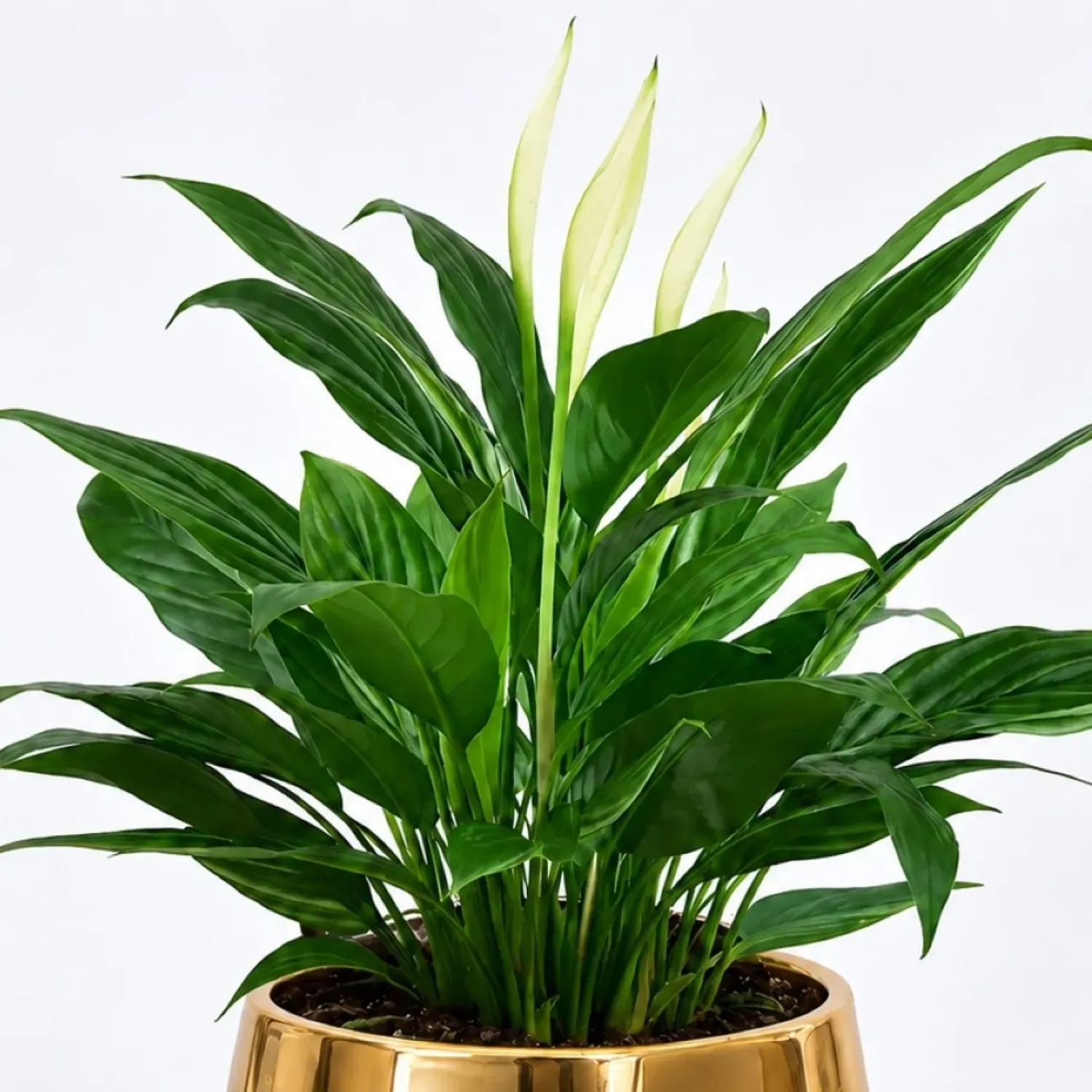 Peace lily in Matt Black Planter