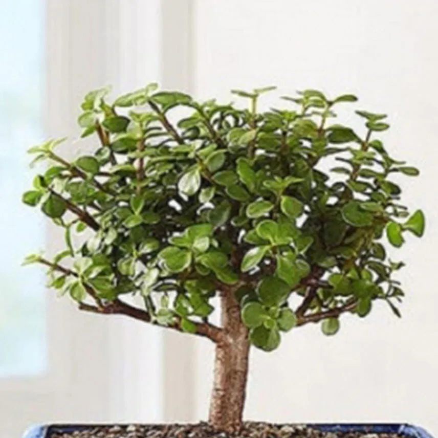 Dwarf Jade Bonsai
