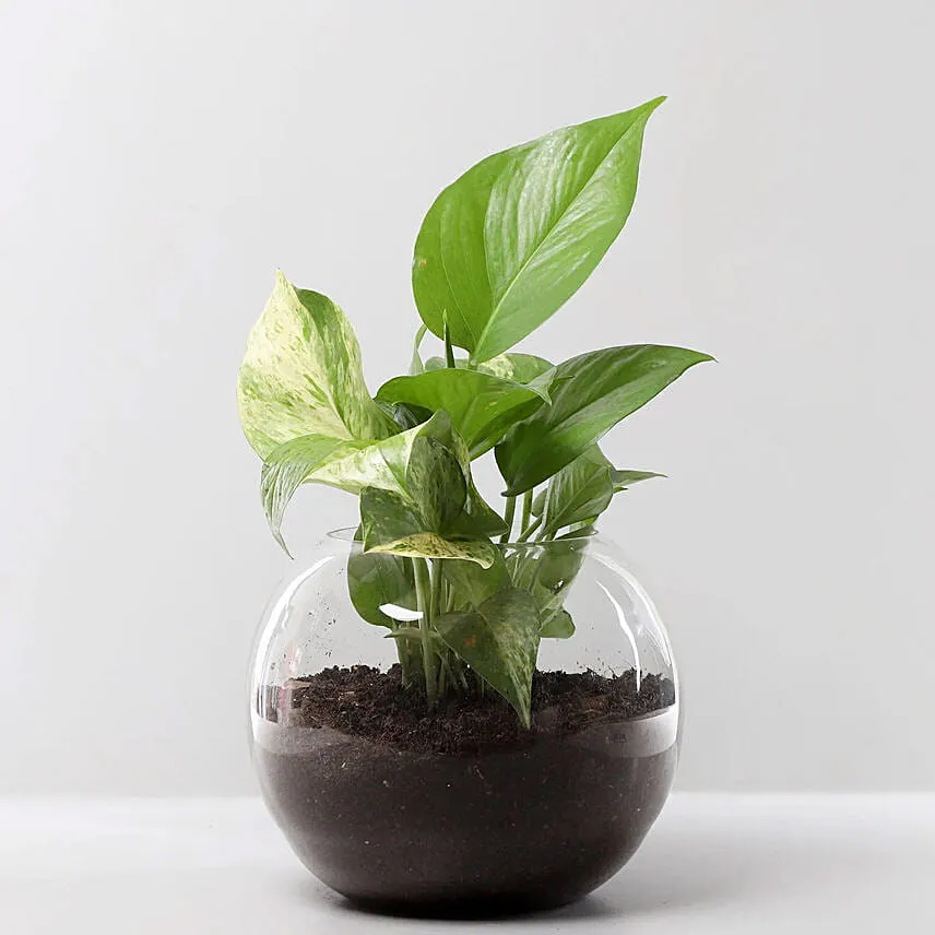 Money Plant with Artistic Birthday Chocolate
