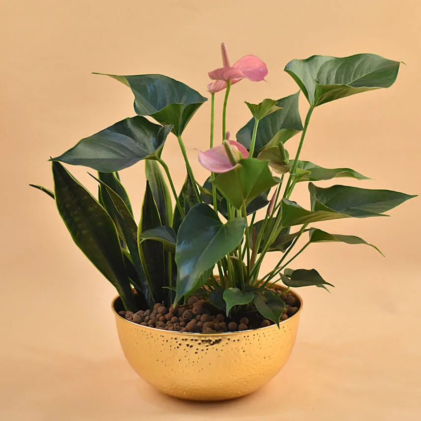 Anthurium & Sansevieria Plant Golden Pot