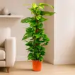 Vibrant Epipremnum Pin Moss Stick Plant – 80cm Tall with 19cm Pot