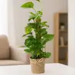 Elegant Jute Wrapped Epipremnum Aureum with Rafia Bow - Perfect Indoor Decor
