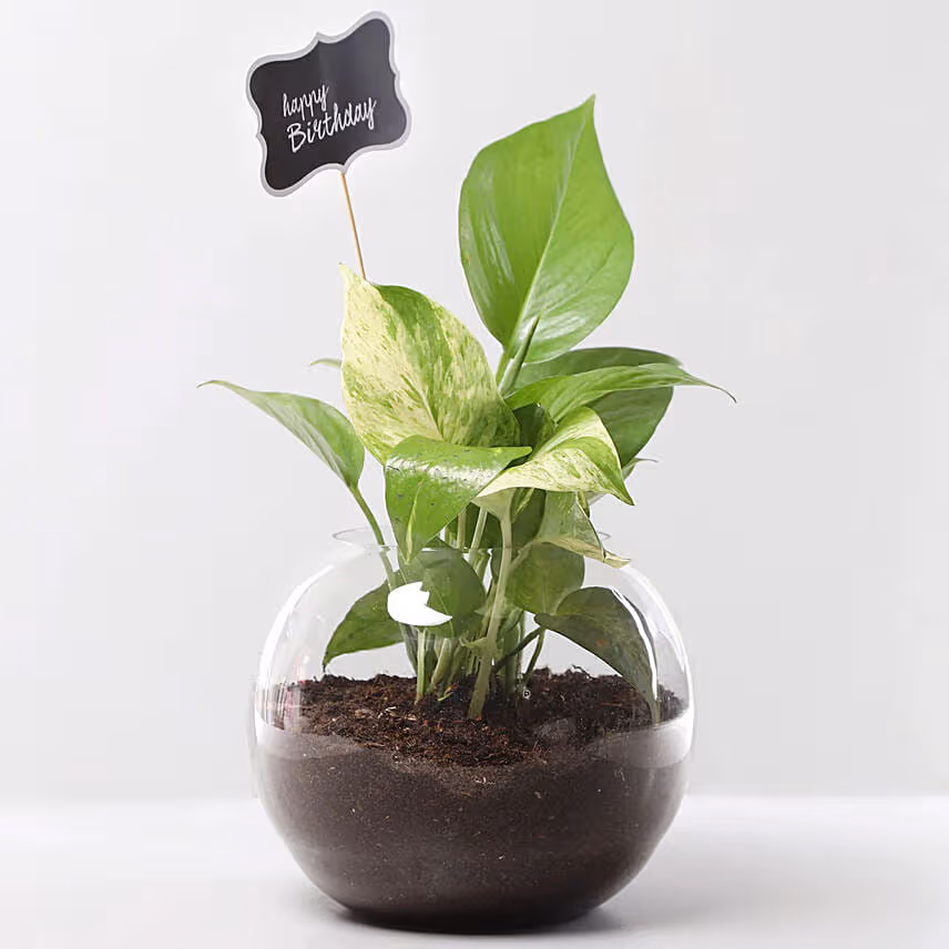 Birthday Money Plant & Ferrero Rocher