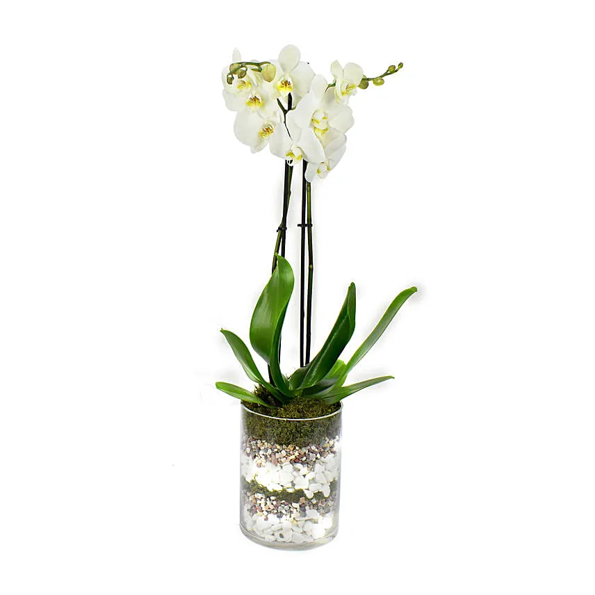 White Orchid Beauty