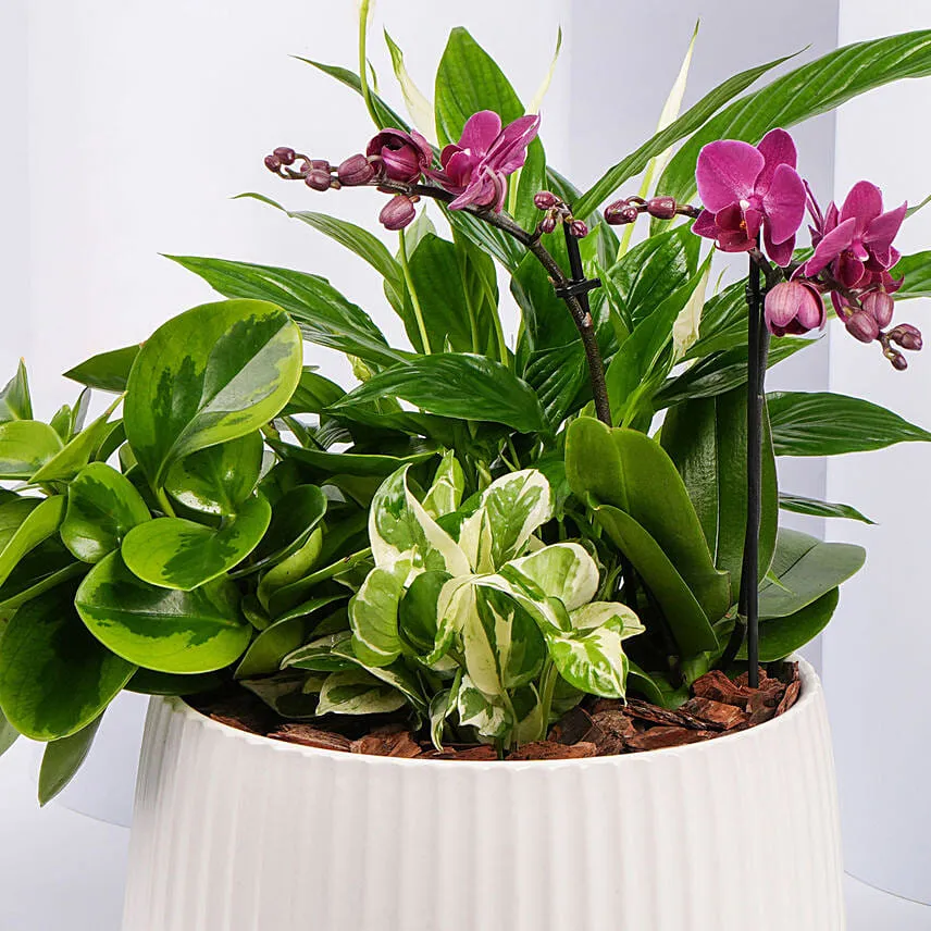 Plants Garden with Mini Orchid Plant