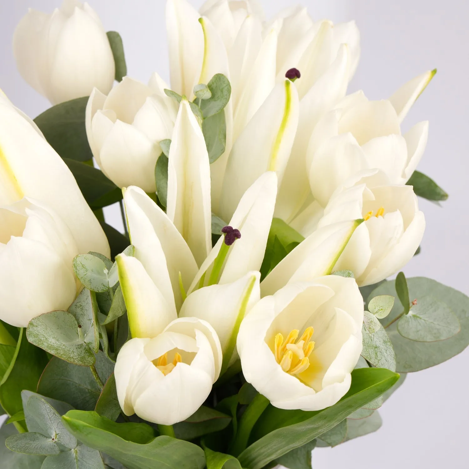 White Blooming Flowers - Fresh n Fragrant