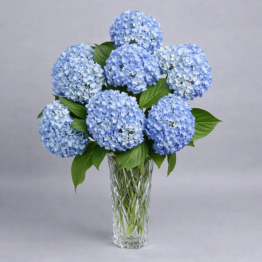 Hydrangea Grandeur
