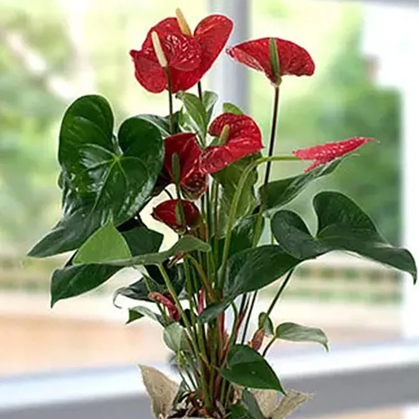 Red Anthurium Jute Wrapped Potted Plant