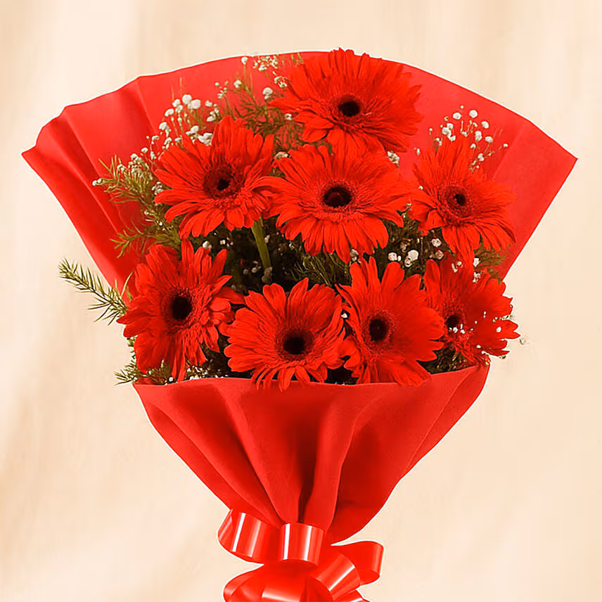 8 Red Elegance Gerbera Blossoms