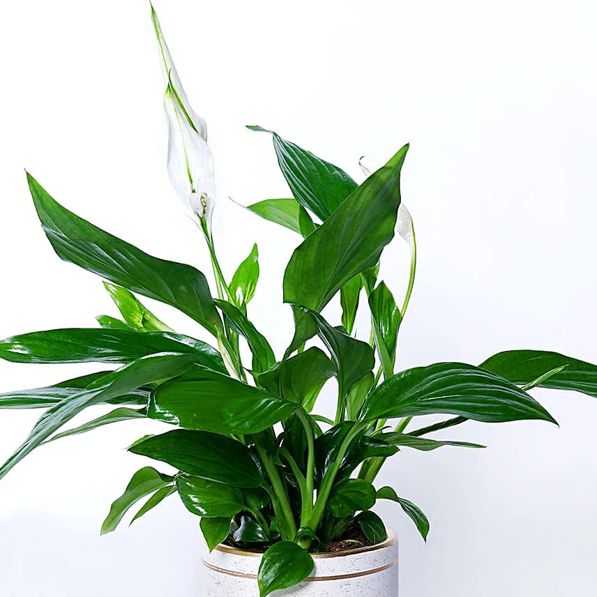 Peace lily In Beautiful Planter