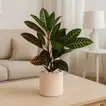 Elegant Petra Croton in Rose Cement Planter - 45 cm