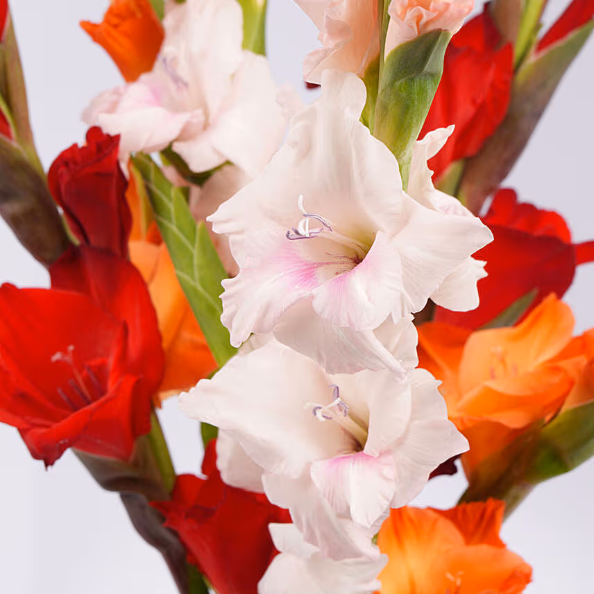 Gladiolus Mix Color Bouquet