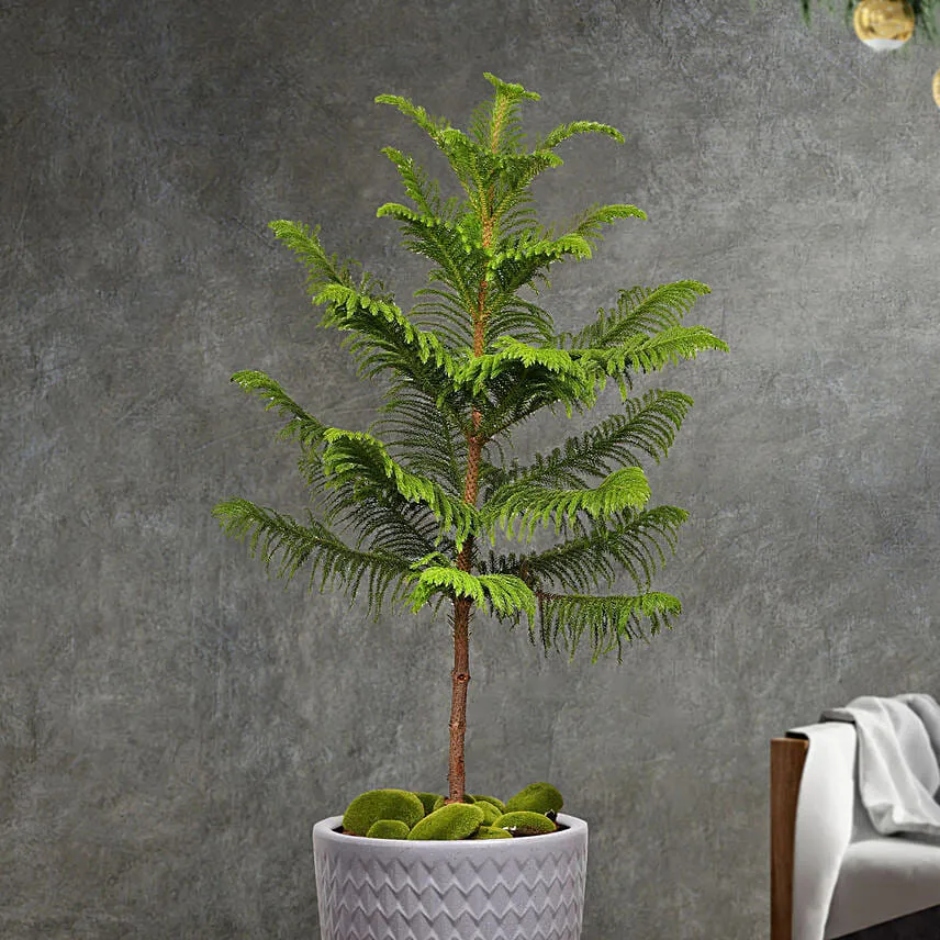 Auracaria Plant in a Premium Planter