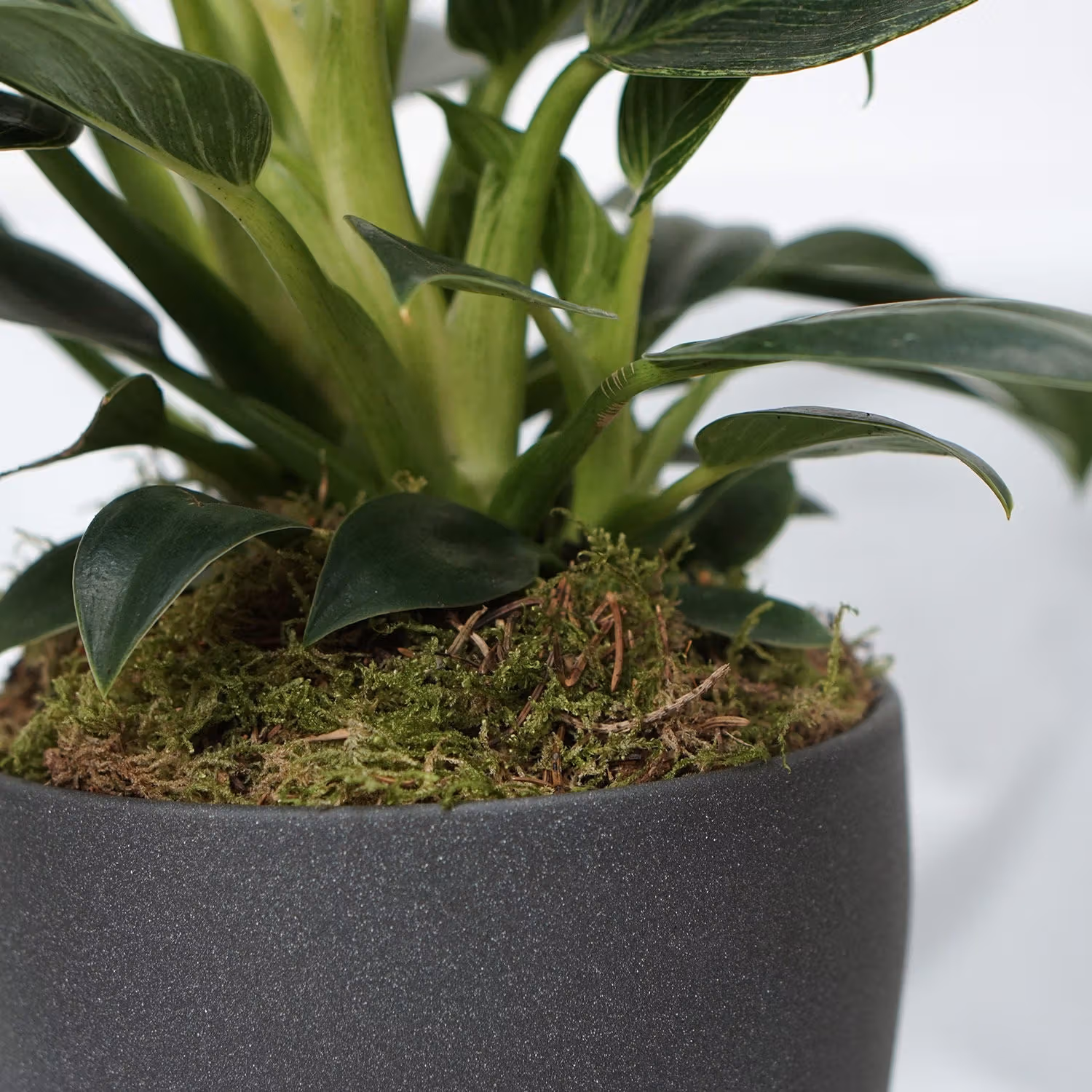 Philodendron Birkin in Elegant Dark Grey Ceramic Pot - Perfect for Home Décor