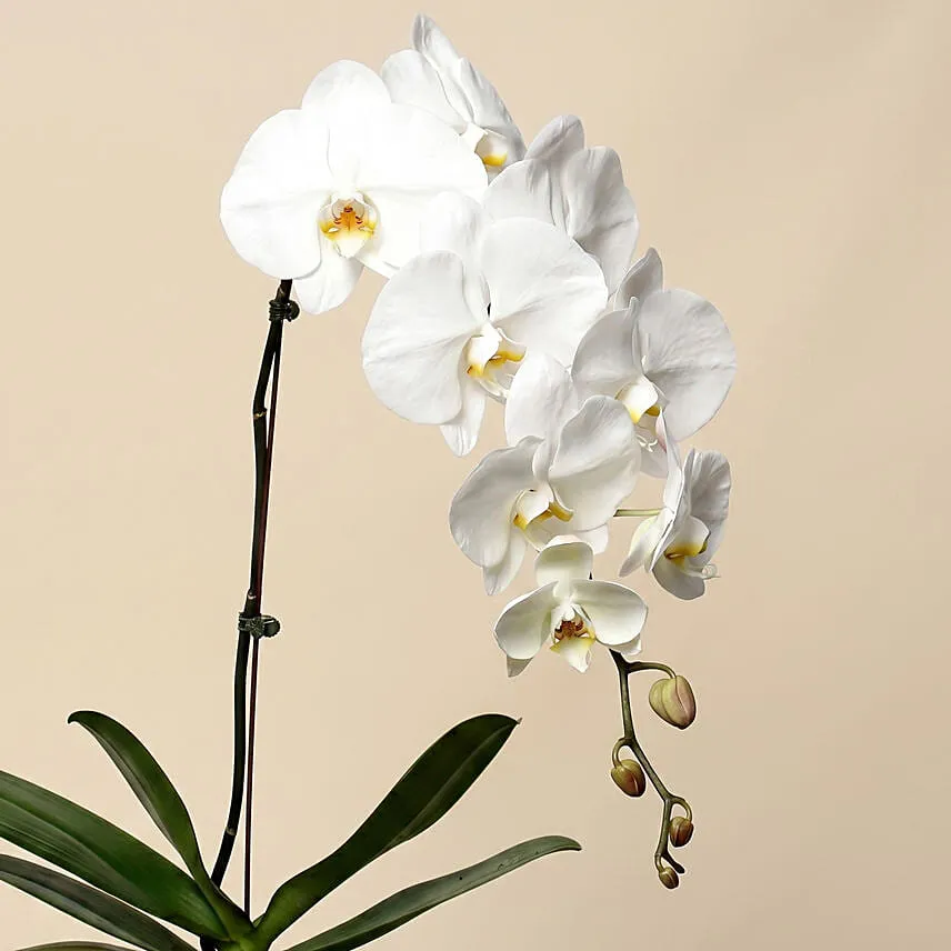White Phalaenopsis Plant For Birthday