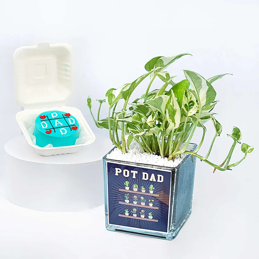 Pot Dad Plant and Cake Combo