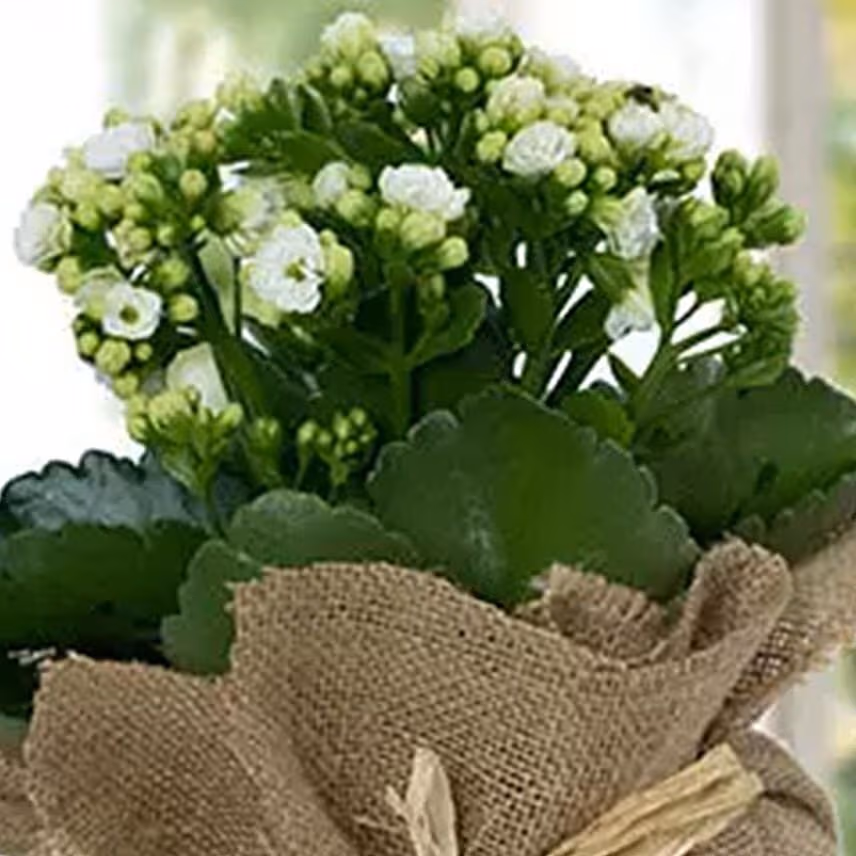 Jute Wrapped Dual Potted Plants