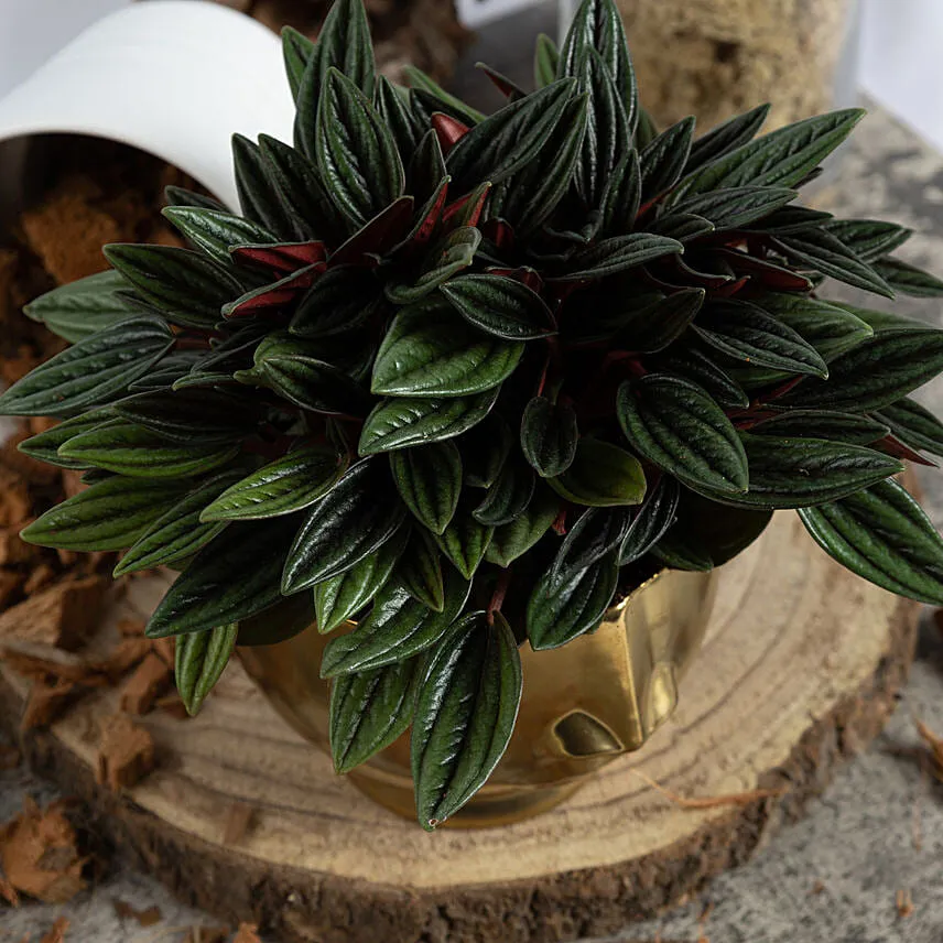 Natures Beauty Peperomia Caperata Plant