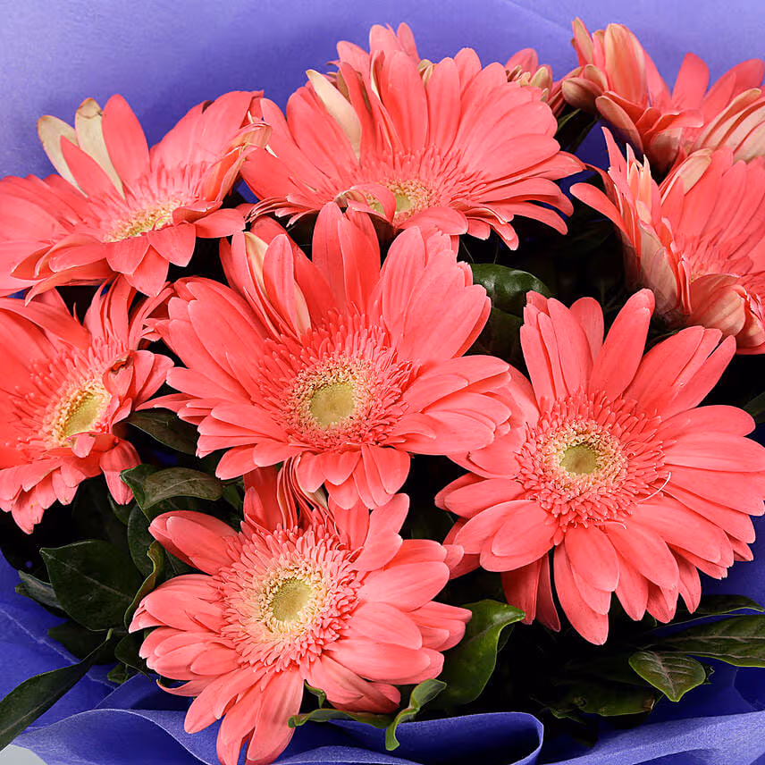 Passionate Pink Gerberas Bouquet