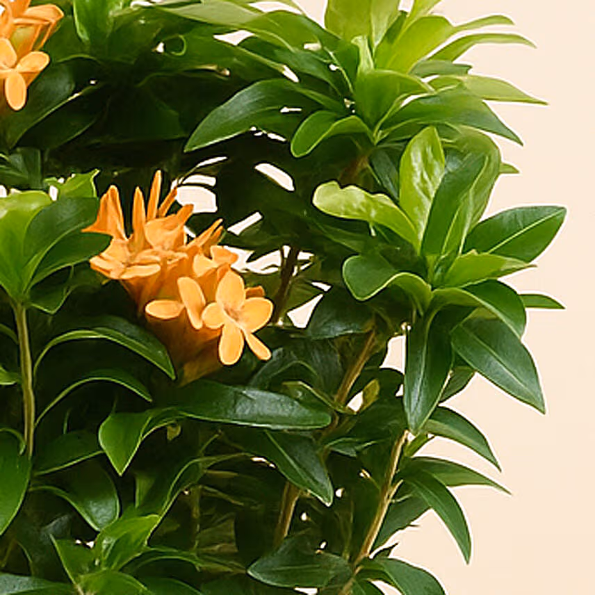 Beautiful Ixora Flower Plant In Ceramic Pot
