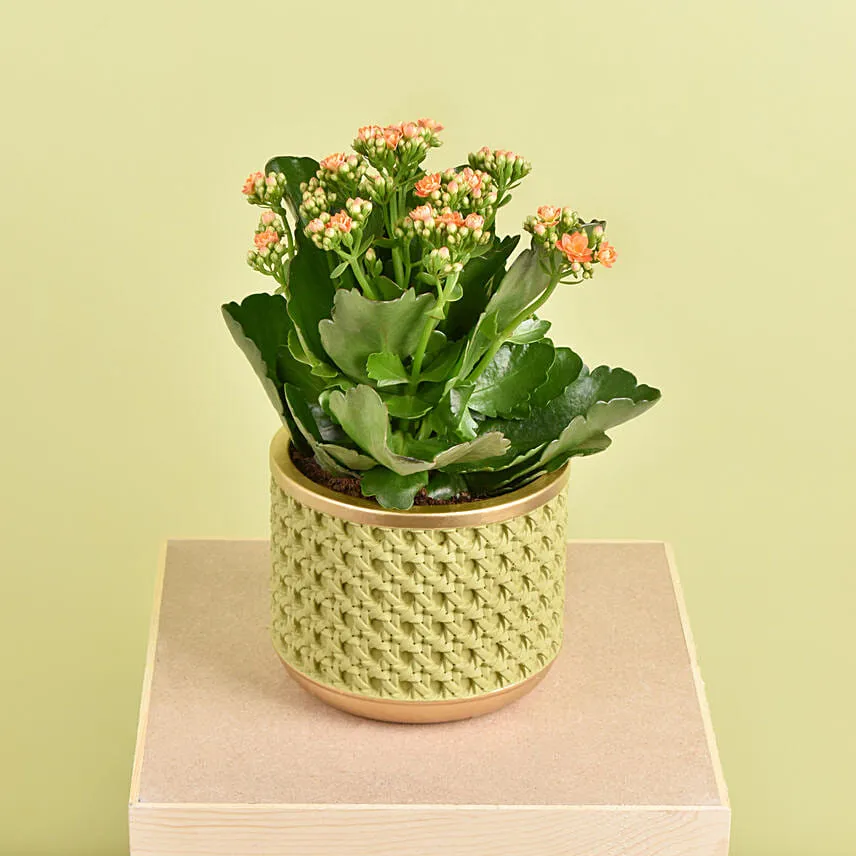 Orange Kalanchoe in Small Planter