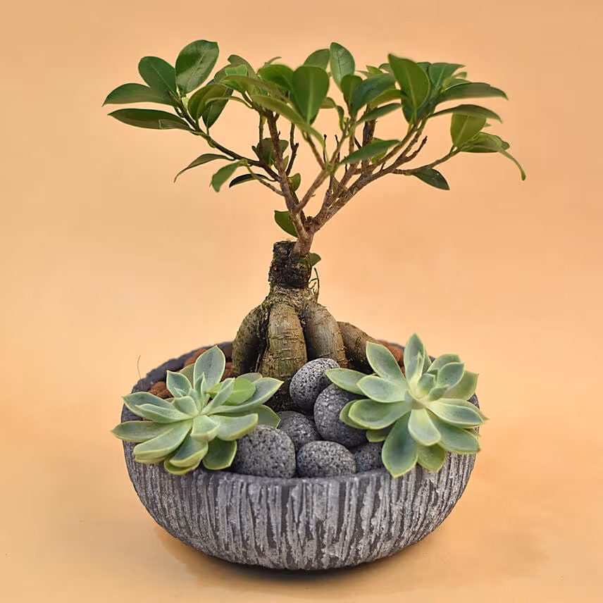 Bonsai & Echevieria Pot