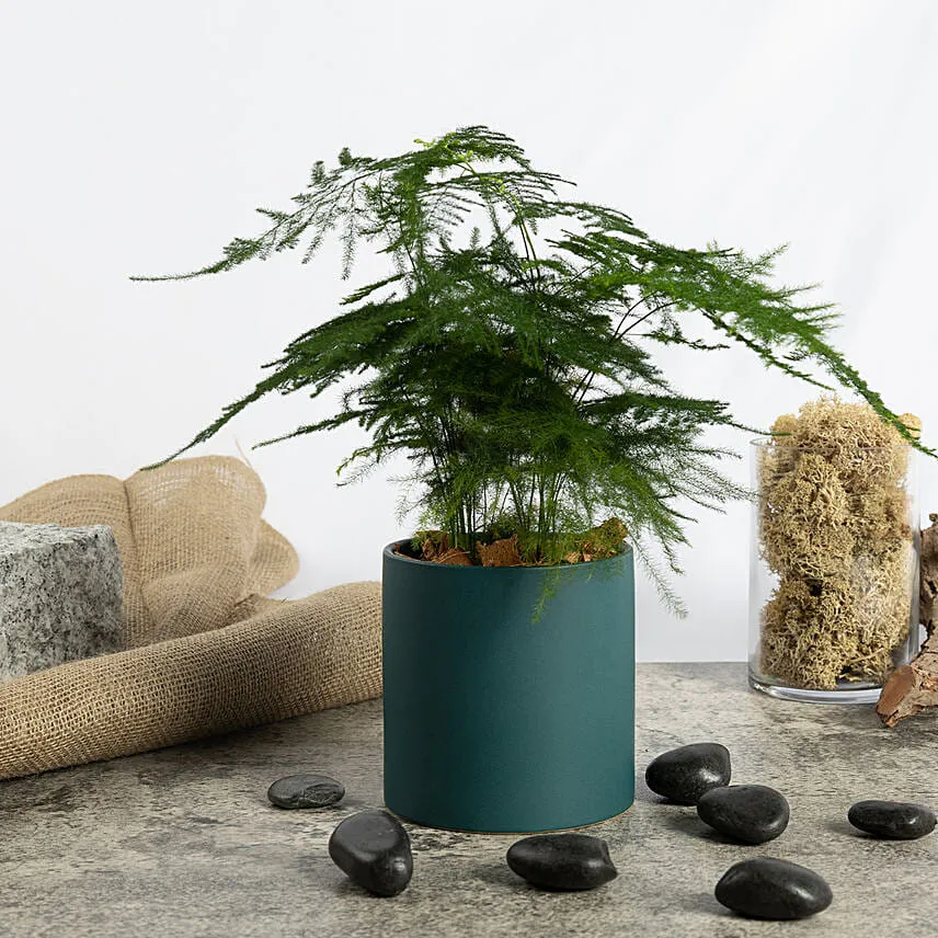 Asparagus Fern Beauty in a Pot
