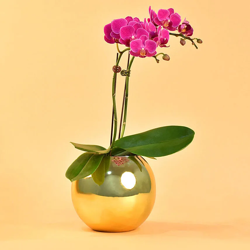 Purple Orchids Plant Fish Bowl Vase