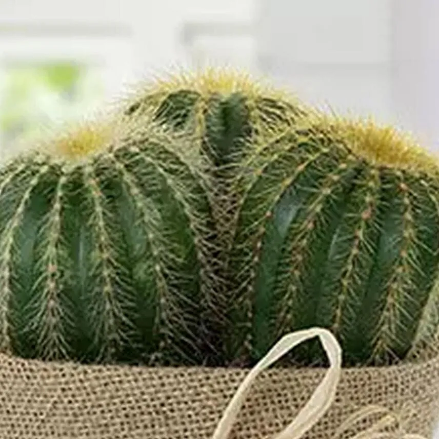 Echinocactus Grusonii Jute Wrapped Pot