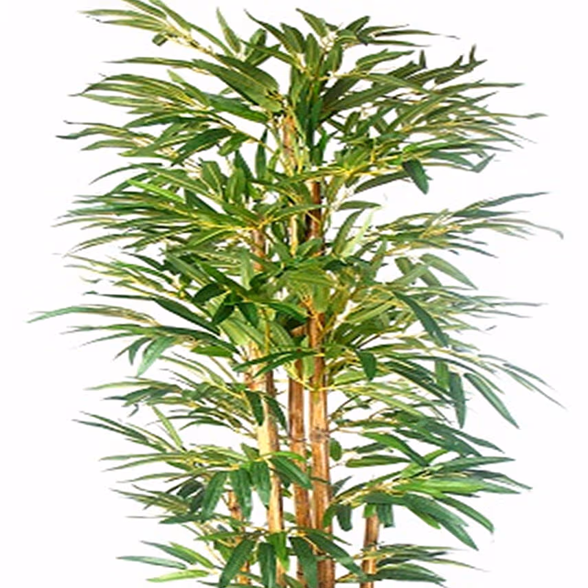 Buddha Bamboo Plant Pot