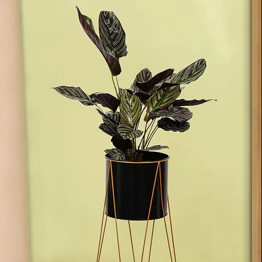 Calathea Stripped Leaf Plant
