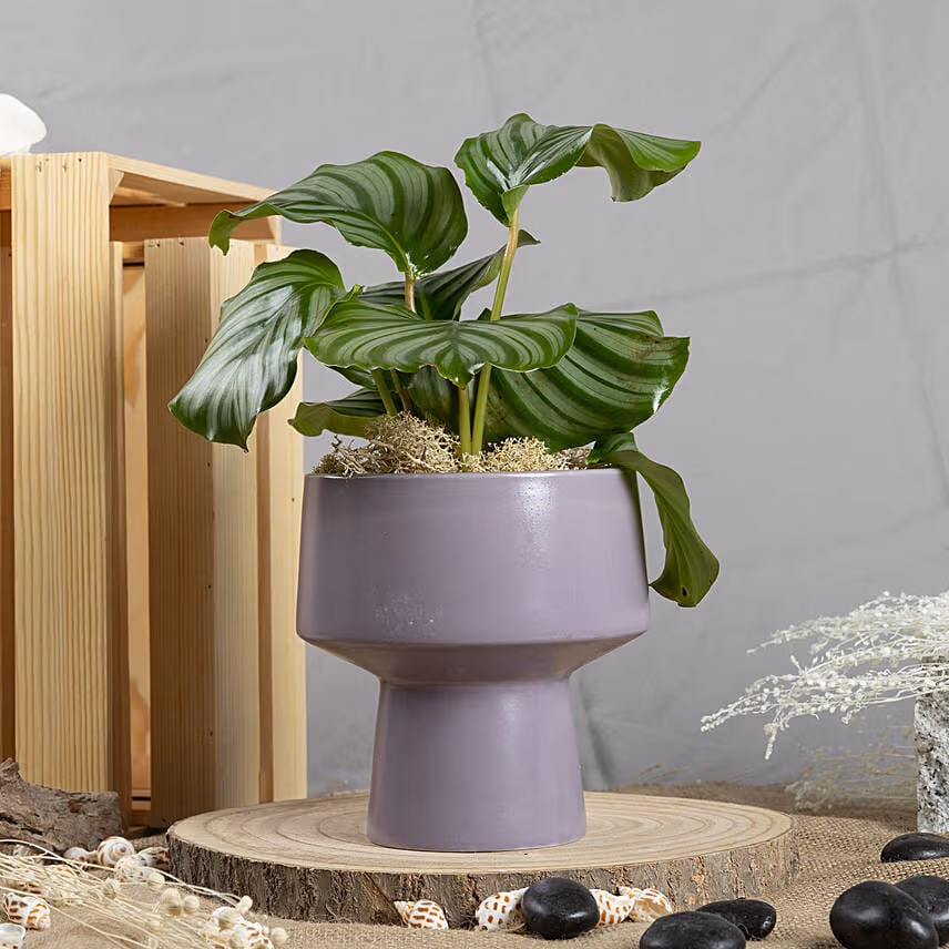 Calathea Orbifolia
