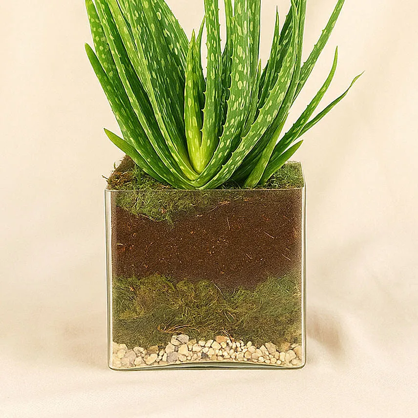 Aloe Vera Plant In Square Vase