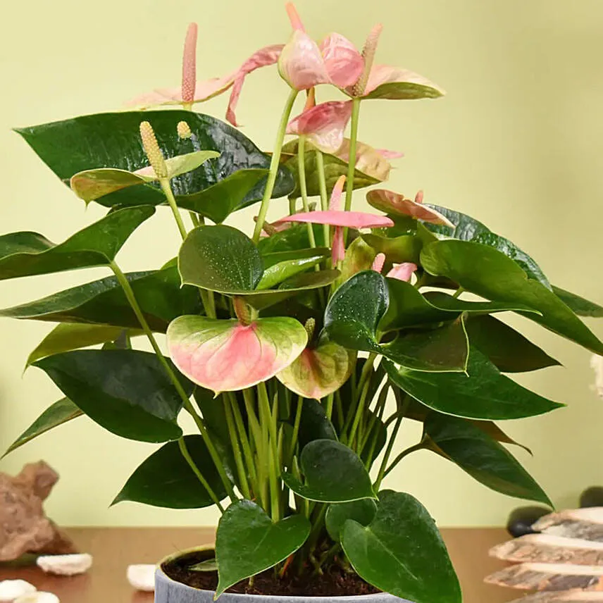 Pink Anthurium in Premium Planter