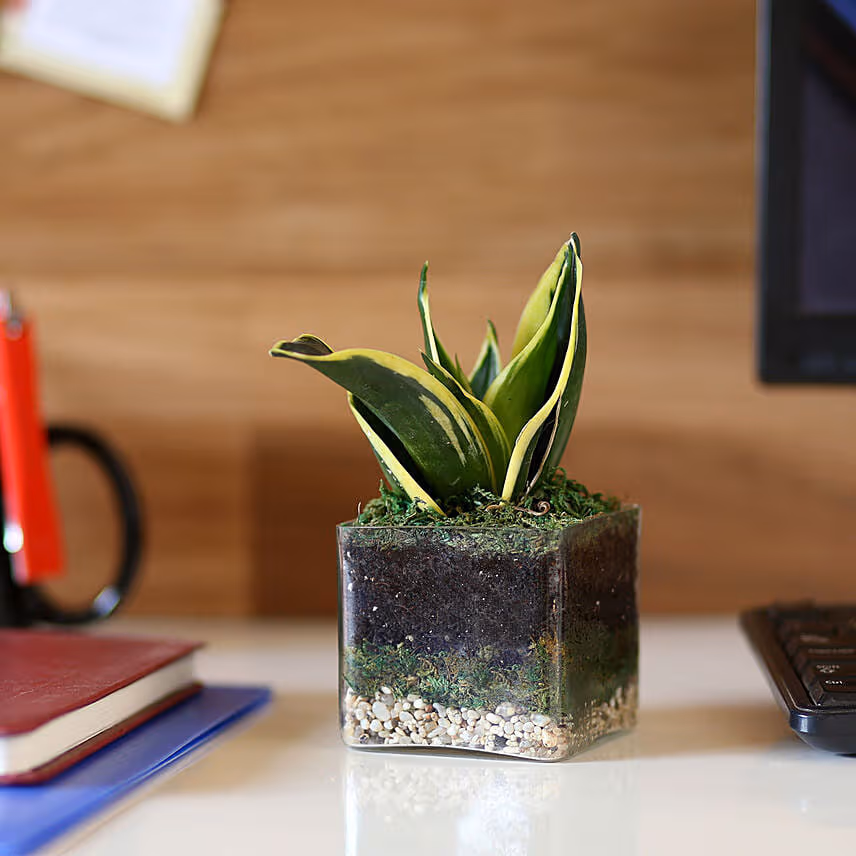 Lotus Sansevieria Plant 3 Glass Terrarium