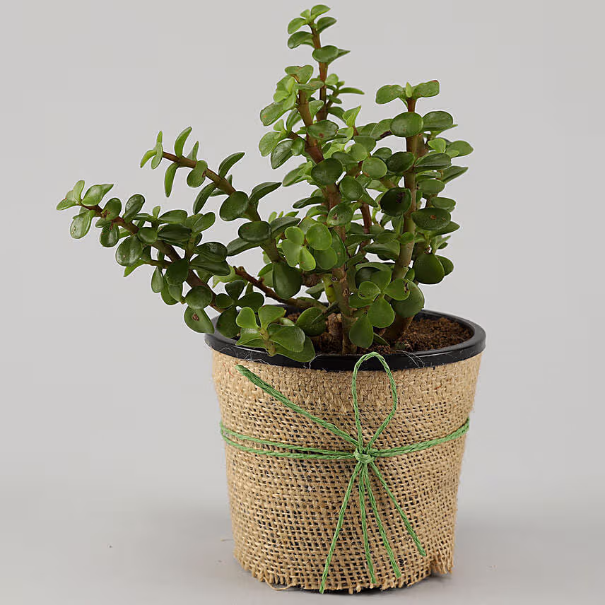 Jade Plant Personalised Black Mug