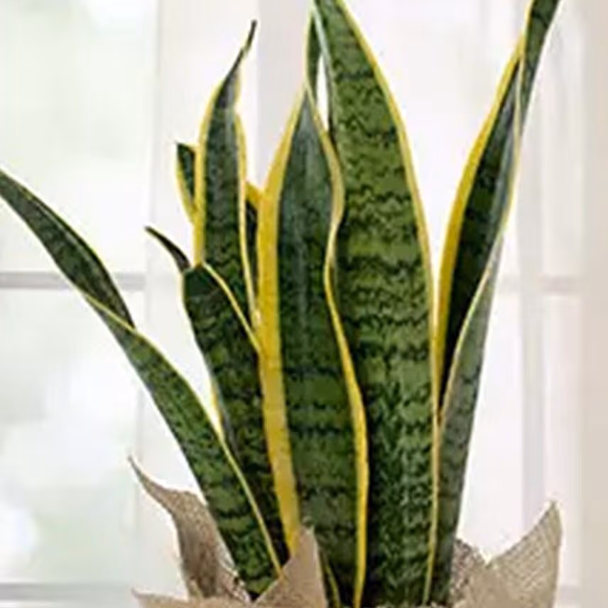 Sanseveria Plant with Jute Wrapping Pot