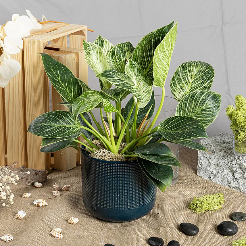 Philodendron Birkin