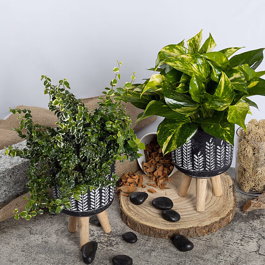 Golden Pothos and Ficus White Sunny Duo