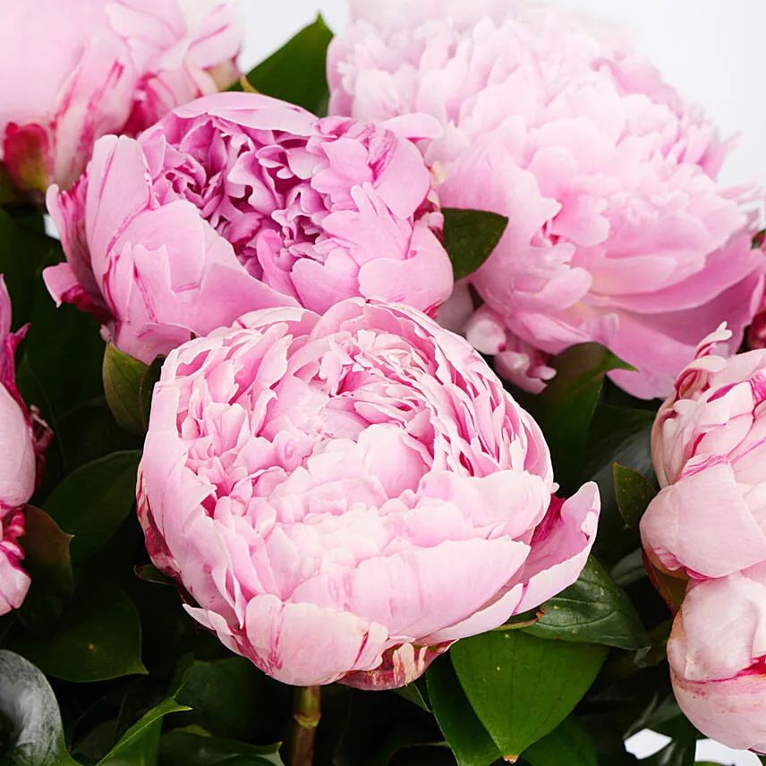 Elegant Pink Beauty