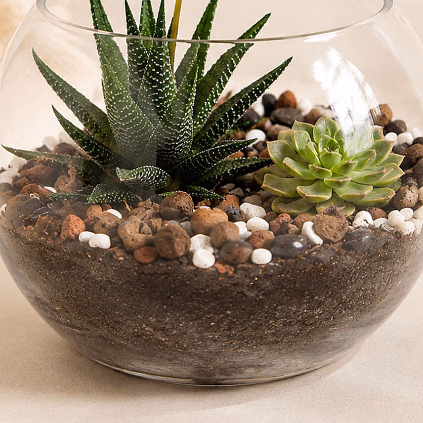 Decorative Succulents In Fish Bowl