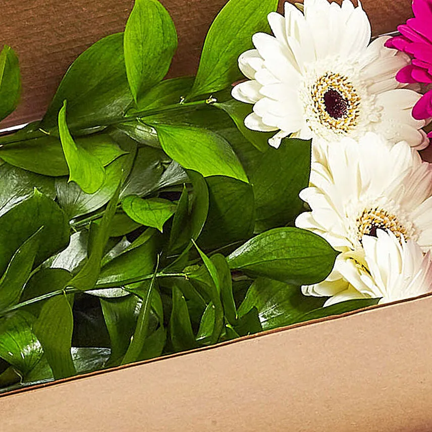 Ravishing Mixed Gerberas Box