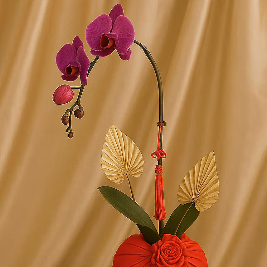 Phalaneopsis Plant For CNY