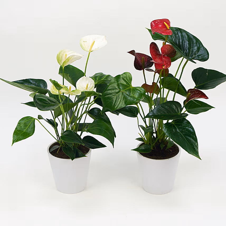 Red And White Anthurium Plants Combo
